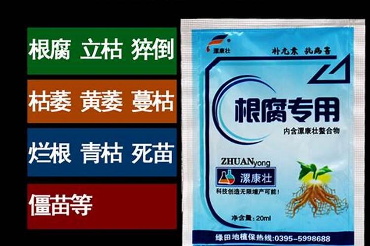 兰花防两腐用什么药好