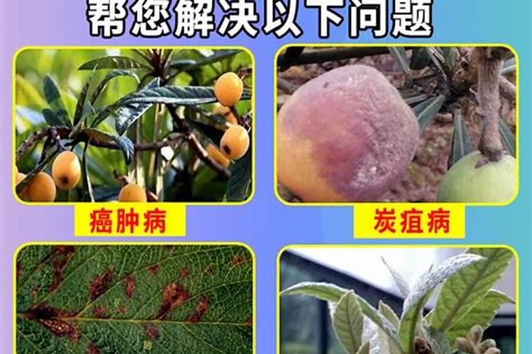 猕猴桃花腐病用什么药防治？