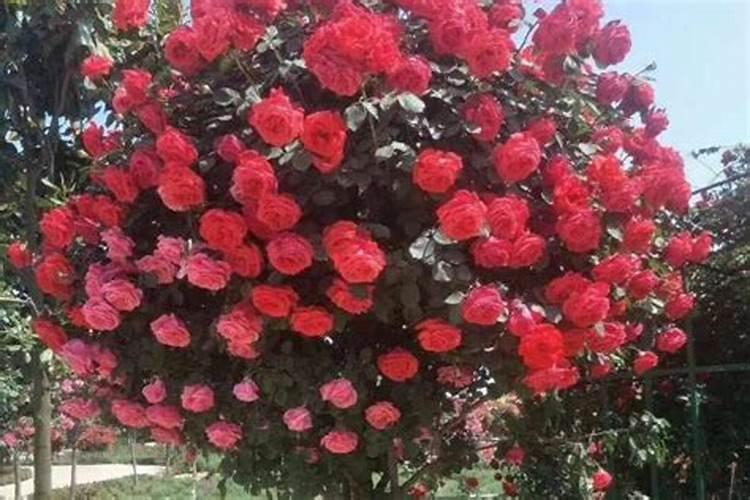 什么花用中微量元素肥