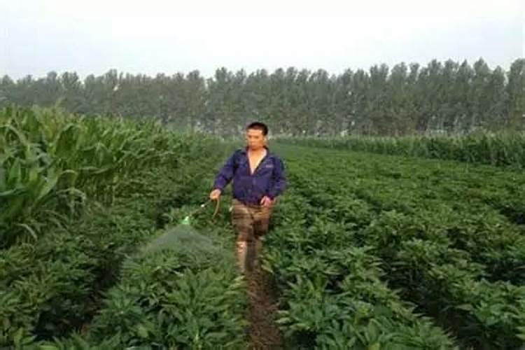 氮肥可以混合使用吗