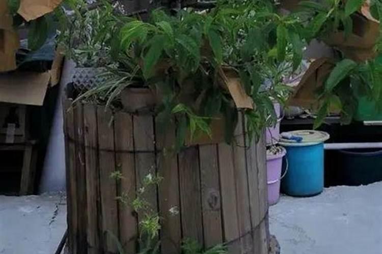 黄花菜开花期想要施肥,应该怎么施肥呢？