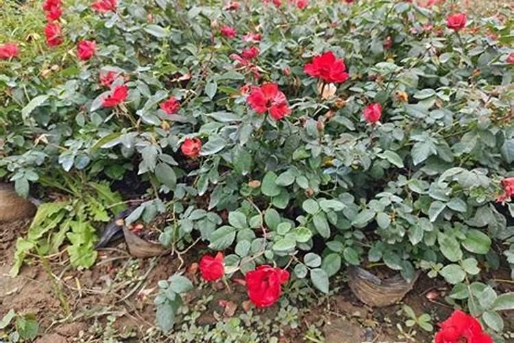 多肉植物能喷磷钾肥吗