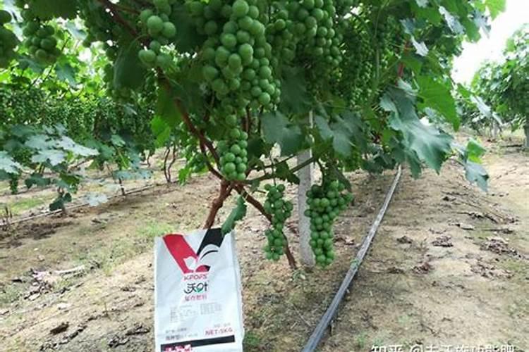 苹果控梢促花用什么好？腐植酸水溶肥有效果吗