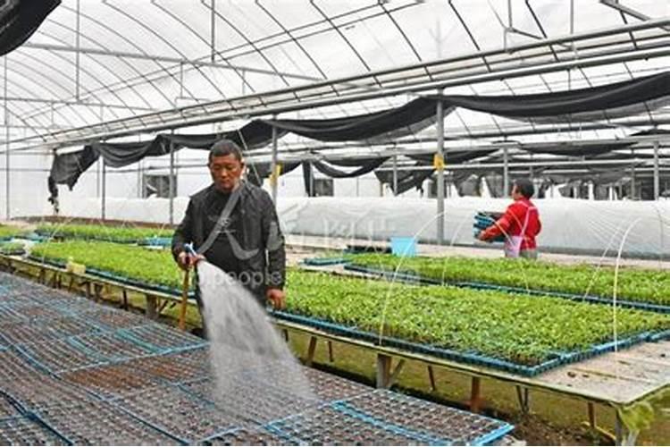 基质土育苗的使用方法