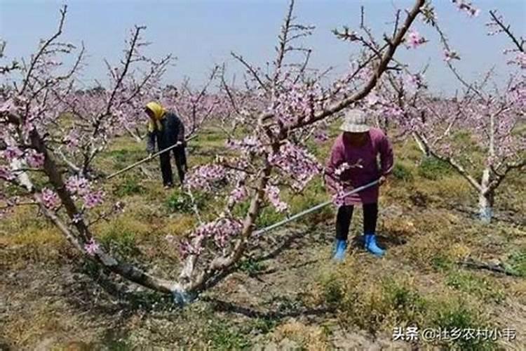 钾肥可以在桃树上叶面喷施吗？