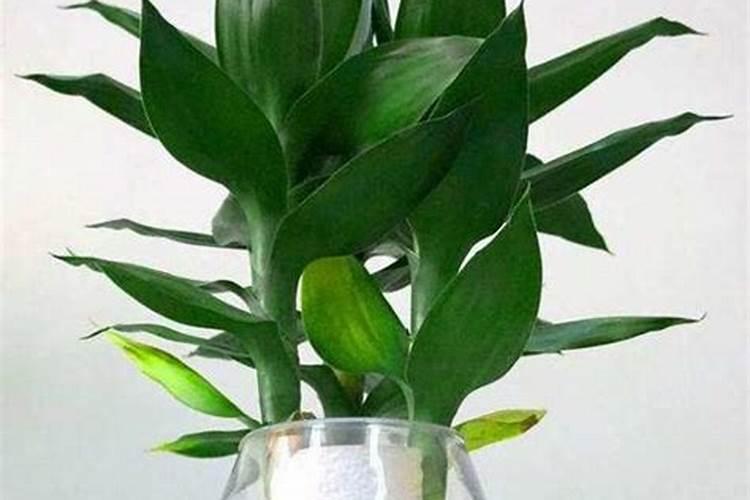 富贵竹用什么肥料