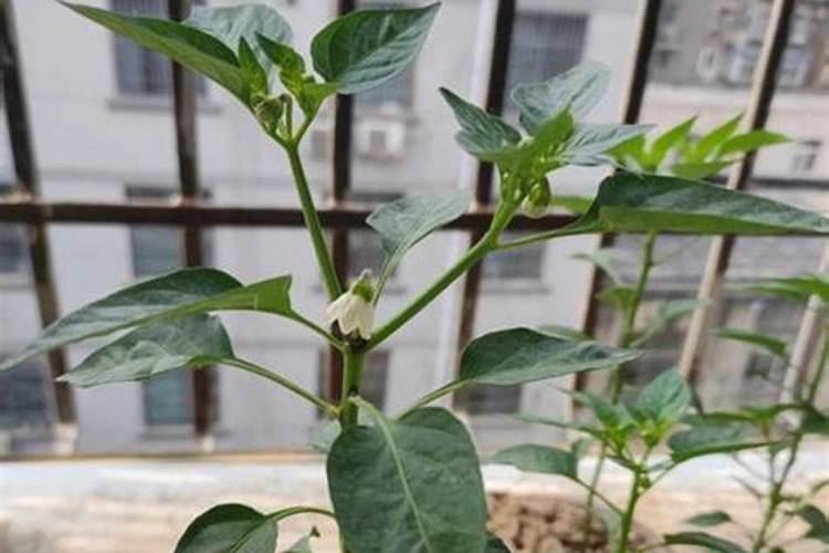 辣椒的长势特别差,是什么原因导致出现这种情况？