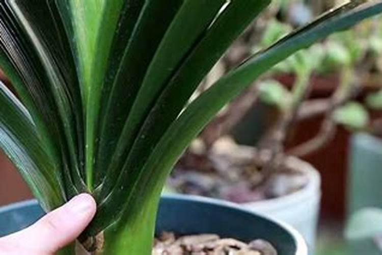 君子兰春天怎么养护