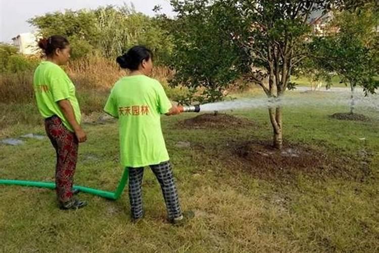 夏季苗木养护技术要点