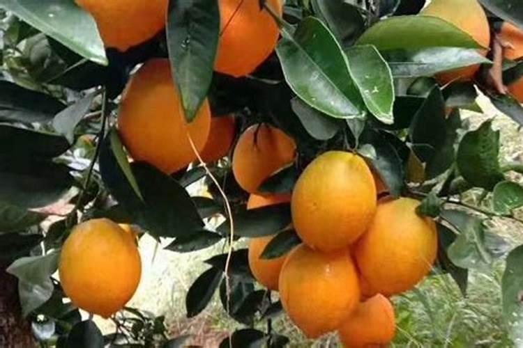 为什么柑橘口感会偏酸 柑橘增甜要怎么施肥