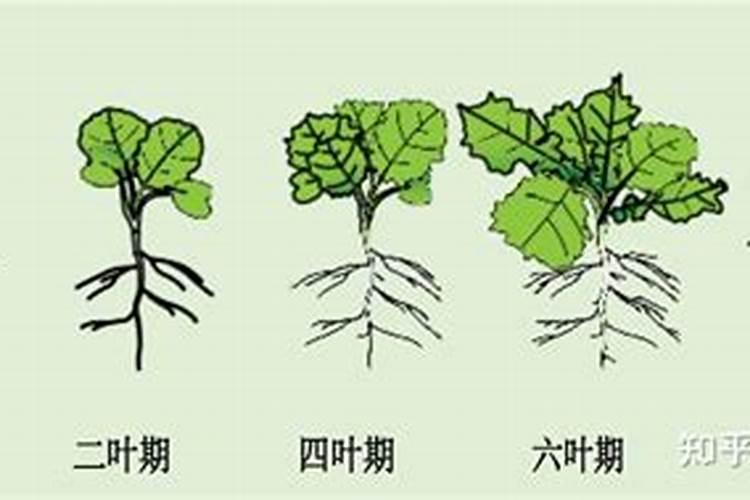 油菜什么时候施硼肥