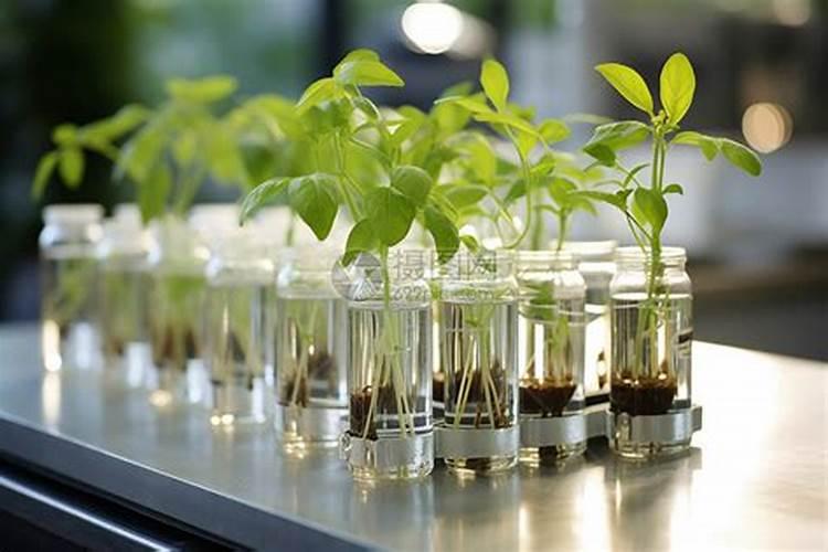 水培植物用什么肥料