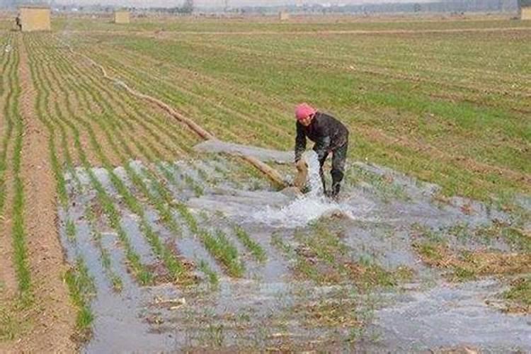 年前小麦要不要撒尿素