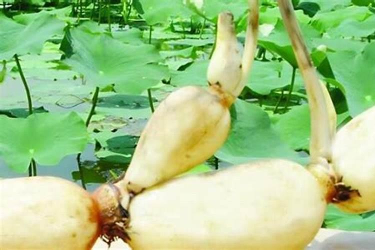 蝴蝶兰浇水的正确方法、时间和注意事项