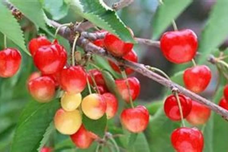 蝴蝶兰浇水的正确方法、时间和注意事项