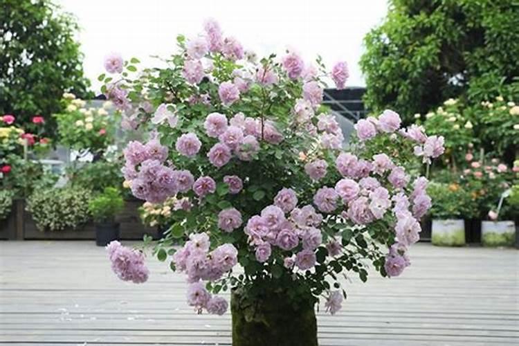 月季花施磷酸二氢钾肥料的正确用法