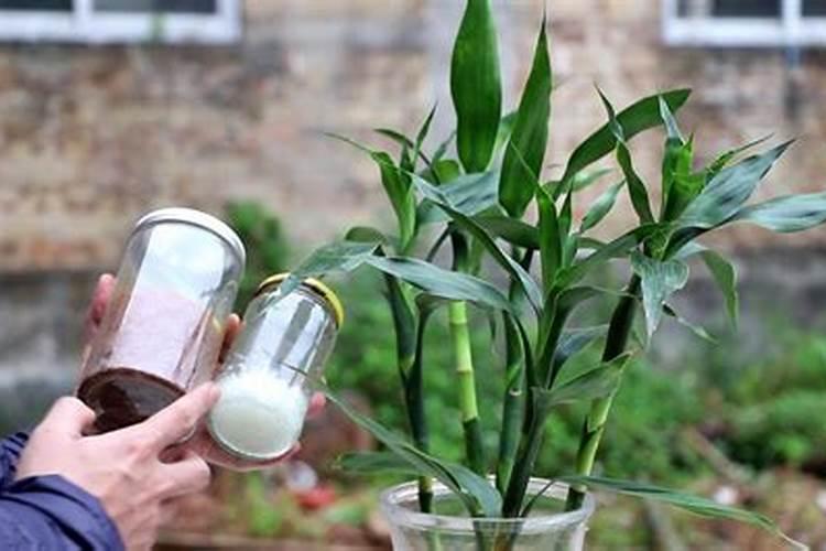 多肉植物需要什么肥料