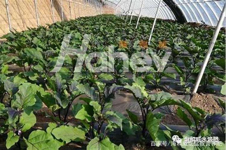 蔬菜叶面肥的使用技术及几种常用的追肥方法