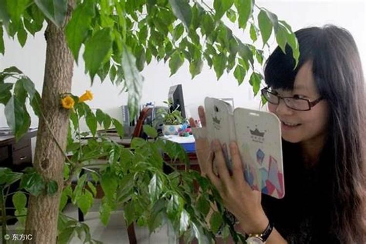 绿萝施肥怎么施(绿萝施肥的正确方法)