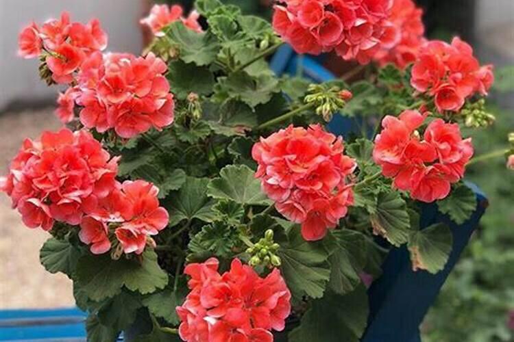 怎么观察自己养的花缺少什么肥料