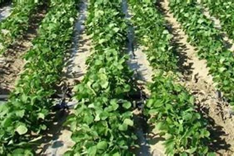 黄豆叶面肥什么时打合适