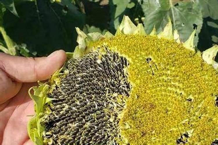 油葵施什么肥最好