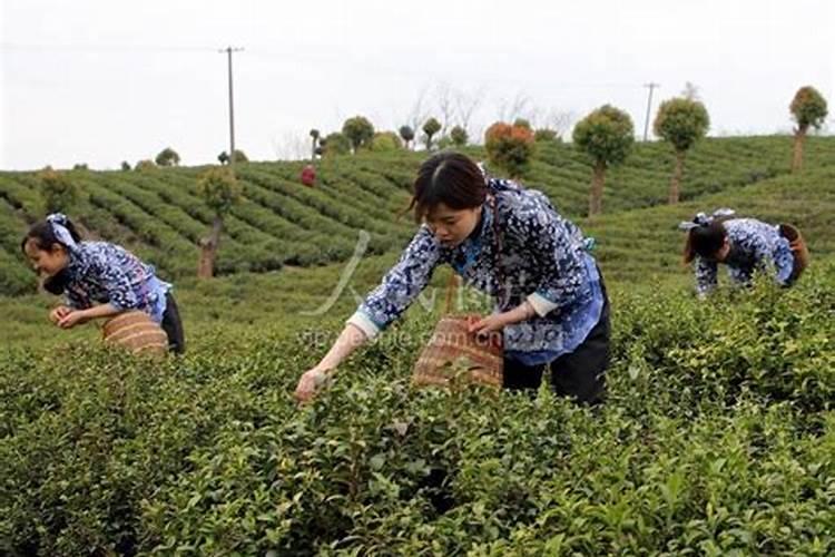 茶叶采摘前可否喷叶面肥