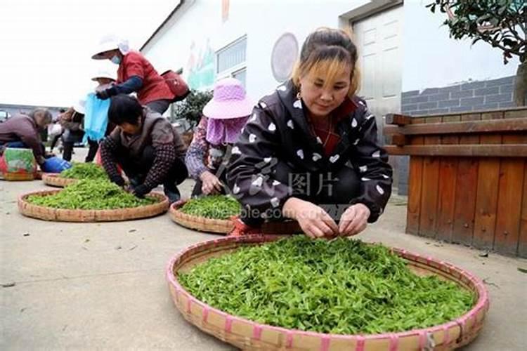 有机茶园有机肥料使用有特殊的要求