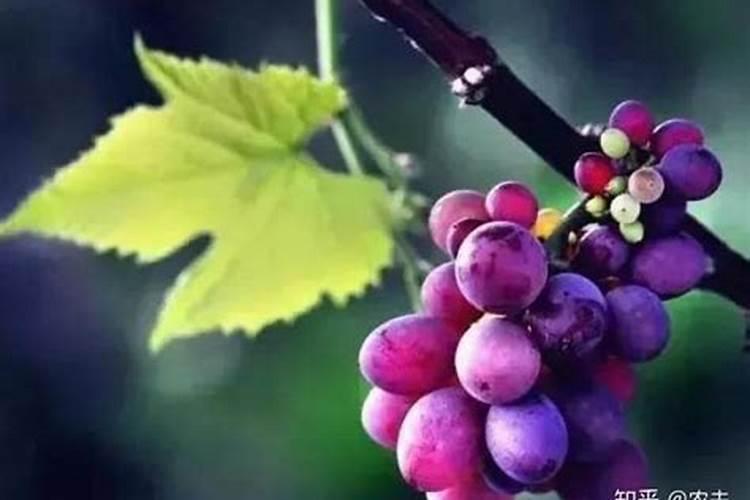 西红柿怎么施肥