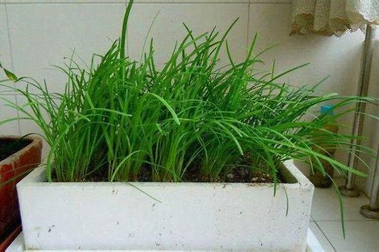 韮菜收割后怎么施肥