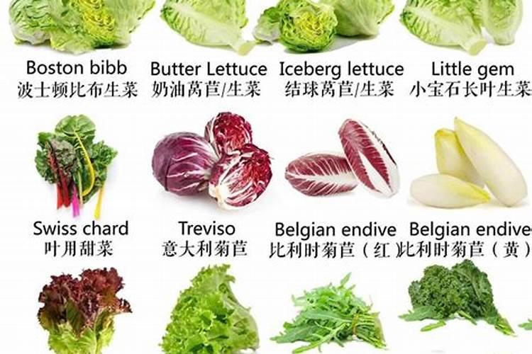 白菜出太阳就打蔫可以用生石灰冲水浇灌吗？