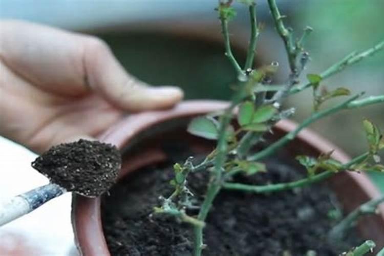 月季移栽多久能施肥 月季移栽后何时施肥最合适