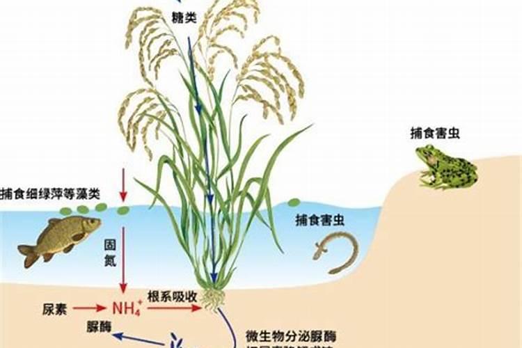 水稻施用叶面肥的重要性,你知道么