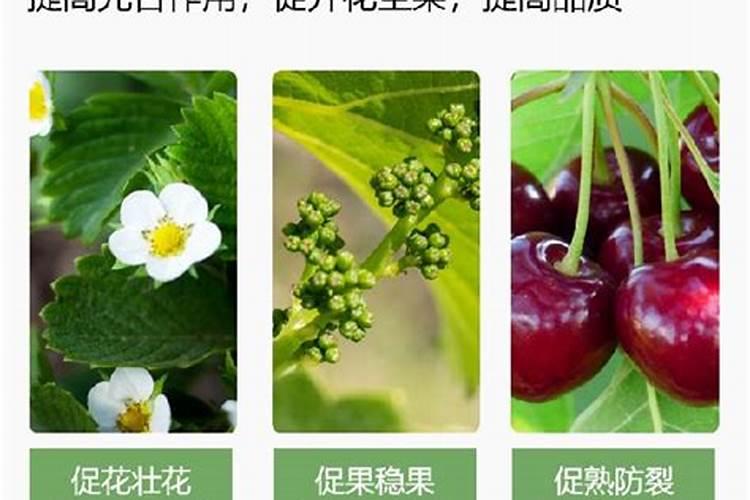 化工店里买的硼酸可以兑水浇花吗？