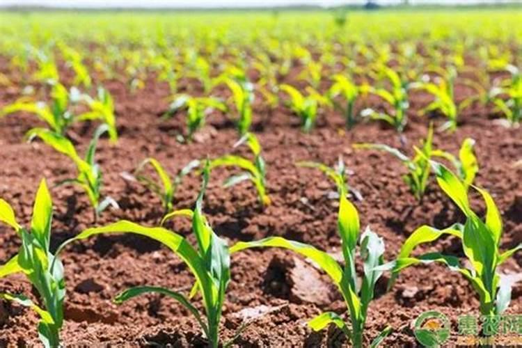 芸苔素能喷玉米吗