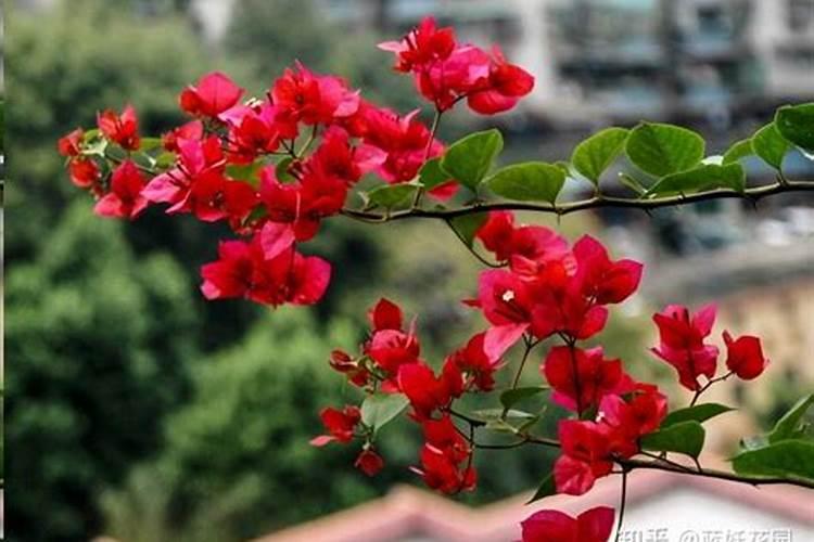 三角梅开花期间怎么施肥？施什么肥？