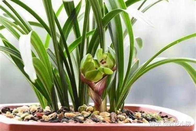 兰花老芦头捂出新芽后怎么施肥