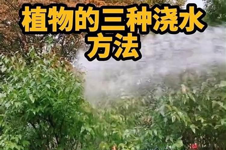 水溶肥给花怎样使用