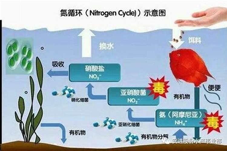 水产养殖亚硝酸盐高了怎么处理啊