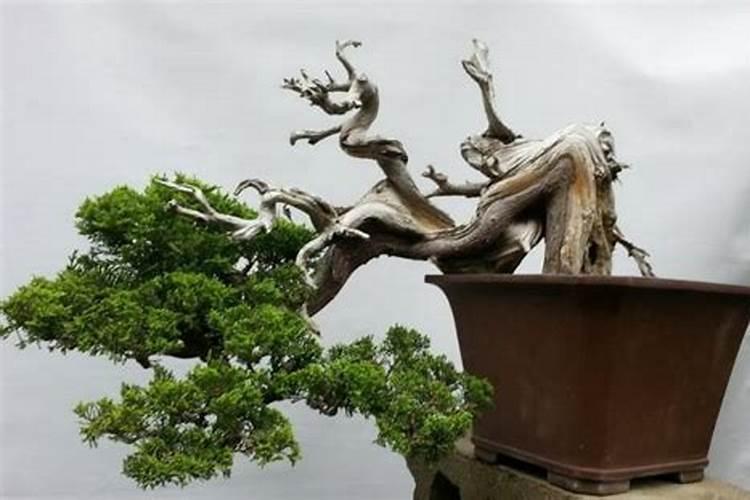 青菜种子几天发芽