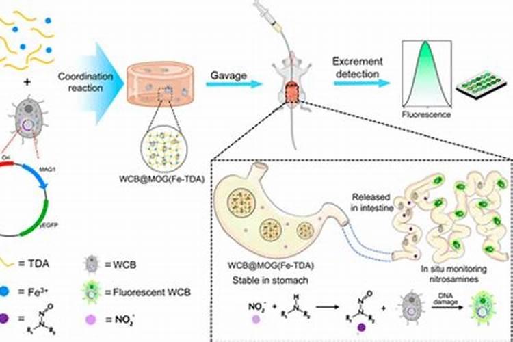 亚硝酸胺和硝酸胺什么区别？