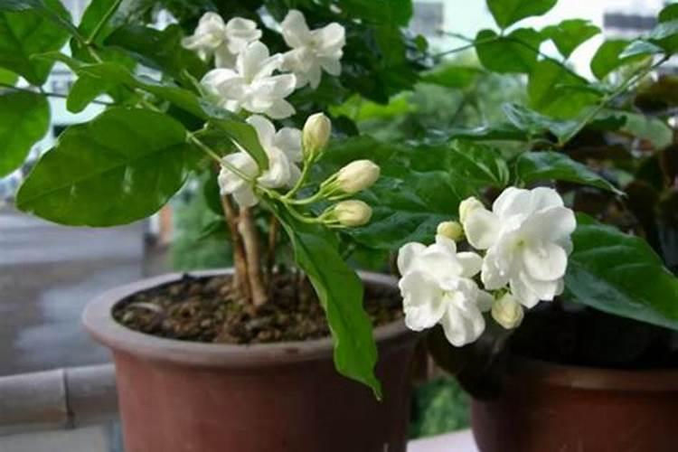 茉莉开花时如何施肥