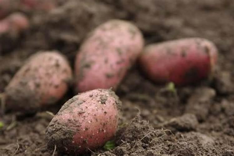 种红薯如何使用钾肥