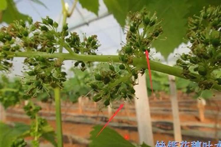 泗县有卖二铵的地方吗