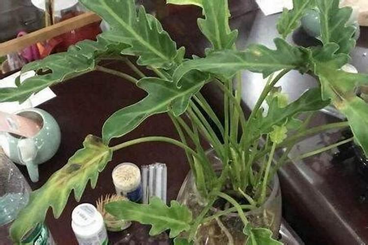 春羽叶子下垂怎么办