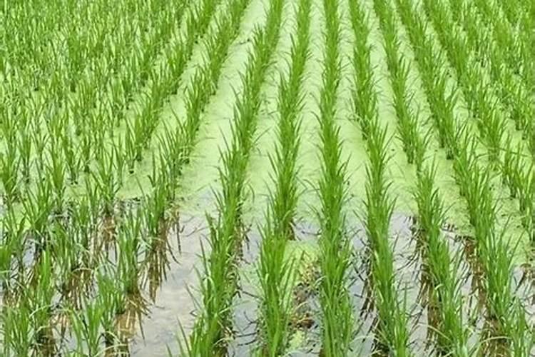 水稻灌浆期用什么叶面肥可增产