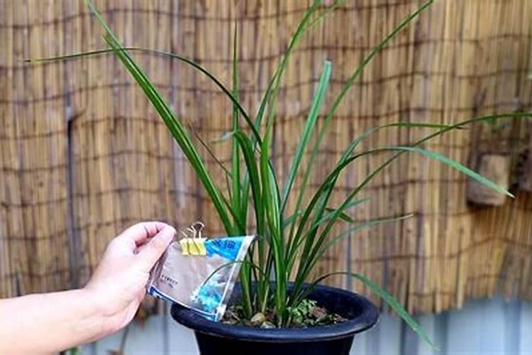 兰花需要磷酸二氢钾吗怎么施肥