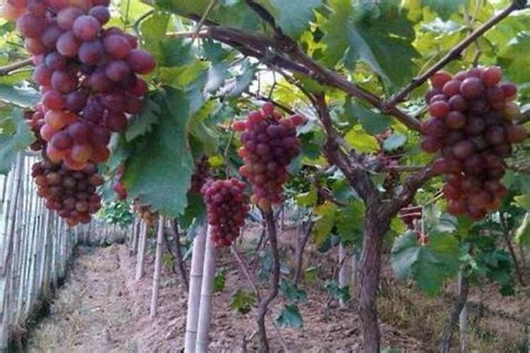 硅肥对葡萄的作用及使用方法