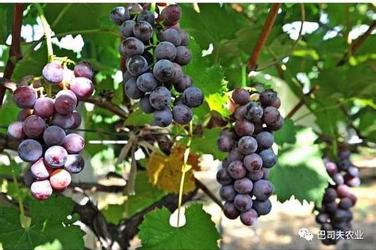 硅肥在大棚葡萄上什么时间用最好？