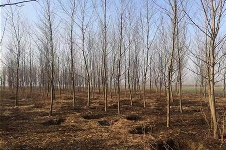 杨树哪时候施肥比较好 杨树什么时候施肥